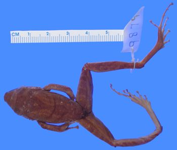 Media type: image; Herpetology A-9879